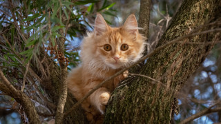 Sad cat in tree art - a sad look free wallpaper