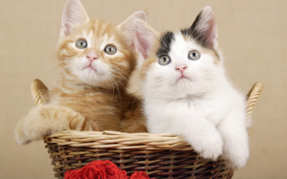 Kittens basket rose cute animal - a basket free wallpaper