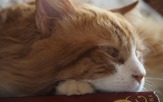 Cat book bed pillow hyperrealism - a pillow free wallpaper