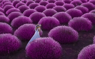 Purple flower field scissors impressionist - didier mouron free wallpaper