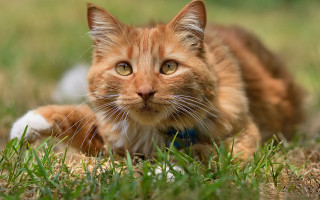 Sad cat in grass outdoors 7 - animal photography free wallpaper for desktop