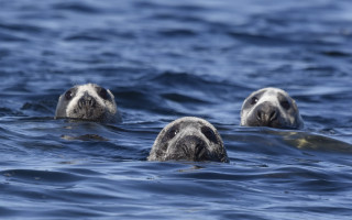 Sea lions ocean ecological art - the camera and the other free wallpaper