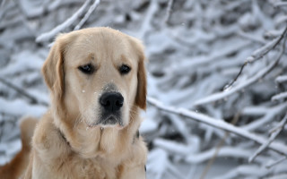 Dog snow winter impressionism bokeh - expressionism free wallpaper