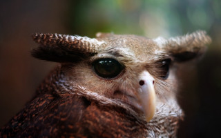 Bird closeup macro photorealism sharp - sharp focus free wallpaper
