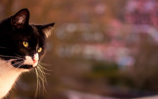 Black cat yellow eyes tilt - cat free wallpaper