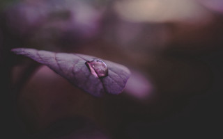 Purple flower water drop macro 2 - a purple flower free wallpaper