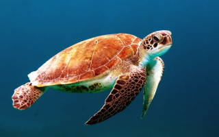 Turtle swimming ocean blue background - a turtle swimming in the ocean free wallpaper