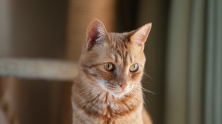 White cat serious look depth - serious free wallpaper