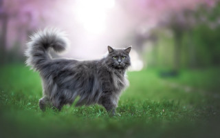 Fluffy gray cat field grass - the cat free wallpaper