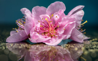 Pink flower reflection water blue - a reflection free wallpaper