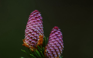 Pink flowers green stem macro - end free wallpaper