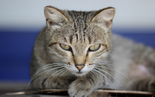Cat mousepad tiltshift photorealistic animal - neoplasticism free wallpaper