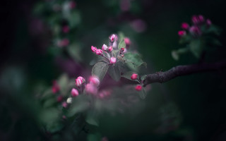 Pink flowers branch green leaves 2 - chris friel free wallpaper