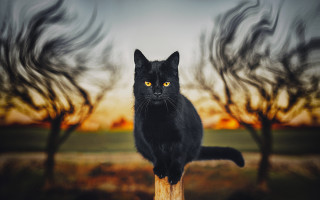 Black cat sunset wooden post - a black cat free wallpaper