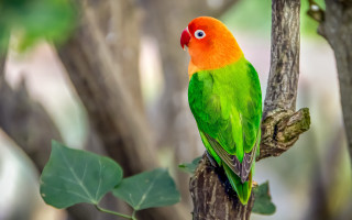 Colorful bird perched branch leaves 3 - a green leaf in the foreground free wallpaper