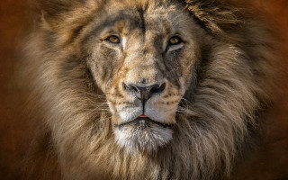 Lion portrait closeup brown background - darrell riche free wallpaper