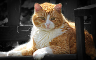 Cat sitting chair sad look - a sad look free wallpaper