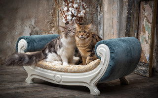 Two cats chair peeling paint - a wall free wallpaper