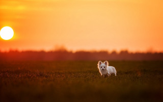 Small white dog sunset field - animal free wallpaper