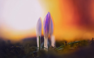 Small flowers grass sunset orange - orange free wallpaper