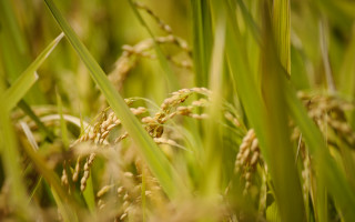 Grass sun blurry background bokeh - a blurry background of the grass and the grass free wallpaper