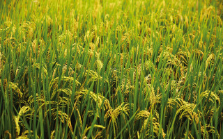 Green grass tall grass bird - cao zhibai free wallpaper