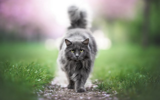 Black cat walking tilt shift - a blurry background of trees and grass free wallpaper