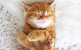 Cat sleeping fluffy blanket teddy - a teddy bear free wallpaper