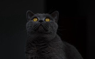 Black cat yellow eyes aesthetic - a black cat free wallpaper