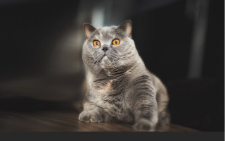 Cat yellow eyes wooden floor - artur tarnowski free wallpaper