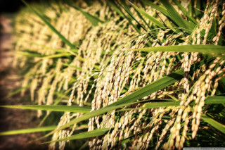 Close up grass leaves blurry - lot of leaves free wallpaper