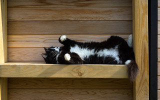 Black and white cat shelf - cat free wallpaper