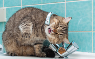 Cat drinking water faucet bathroom 2 - water free wallpaper