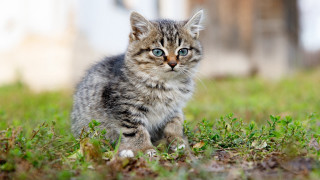 Kitten blue eyes grass blurry - a small kitten free wallpaper