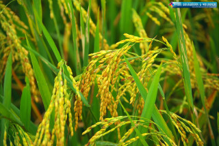 Rice closeup grass yellow flowers - heavy grain free wallpaper