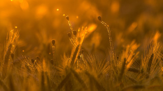 Grass sun backlighting autumn blurry - little free wallpaper