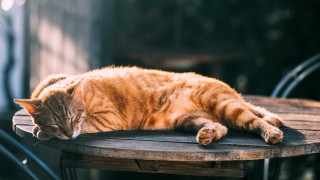 Cat sleeping wooden table sunny - outside free wallpaper