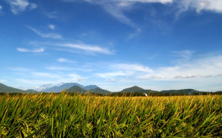 Field grass mountains blue sky - ding guanpeng free wallpaper