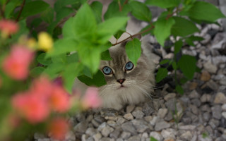 Cat blue eyes hiding flowers - a stock photo free wallpaper