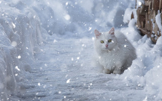 White cat snow fence aurora - a white cat free wallpaper