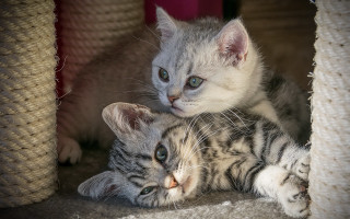 Two kittens blue eyes carpet - the camera and the other free wallpaper