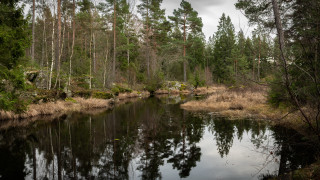 Small river forest trees grass - cloudy free wallpaper
