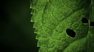 Green leaf holes mandelbrot macro - center free wallpaper