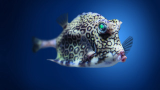Fish bioluminescent greeneye blurry background - bioluminescence free wallpaper
