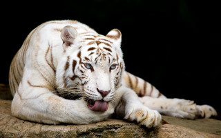 White tiger rock mouth tongue - a white tiger free wallpaper