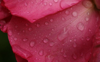 Pink flower water droplets macro 31 - a pink flower free wallpaper
