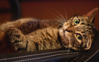 Cat chair looking up wide - a paw free wallpaper