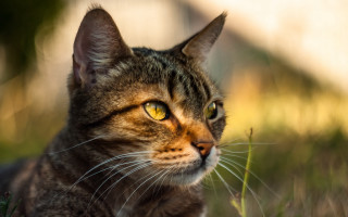 Cat grass sitting blurry background - carlos catasse free wallpaper for desktop