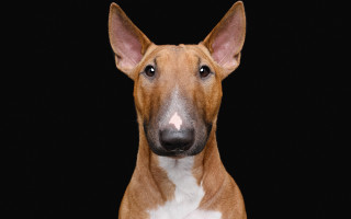 Brown white dog sad portrait - elke vogelsang free wallpaper