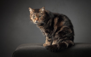 Cat black chair dark background - neoplasticism free wallpaper